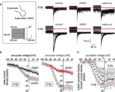 hERG K+ Channels Promote Survival of Irradiated Leukemia Cells